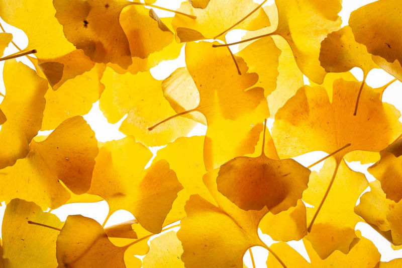 Gingko-Blätter im Herbst